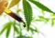 Rozdíl mezi full spectrum, broad spectrum a CBD izolátem