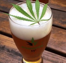 Konopné pivo KONOPEX Divoká desítka PET 1 l
