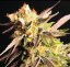 Gelato Punk 10 ks