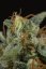 Dinamed CBD Autoflowering