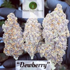 Dewberry