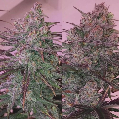 Afghani Maple - Počet ks v balení: 12 ks