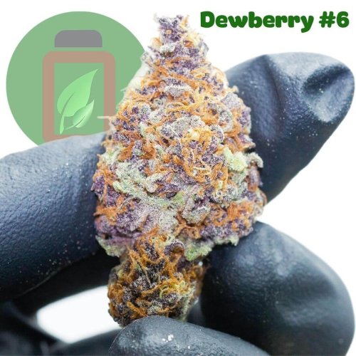 Dewberry - Počet ks v balení: 6 ks