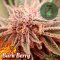 Burn Berry