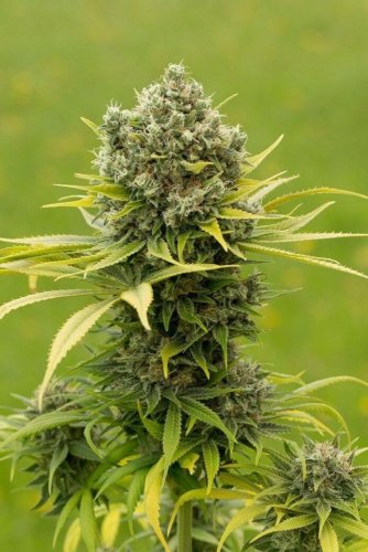 Dinamed CBD Plus - Počet ks v balení: 10 ks