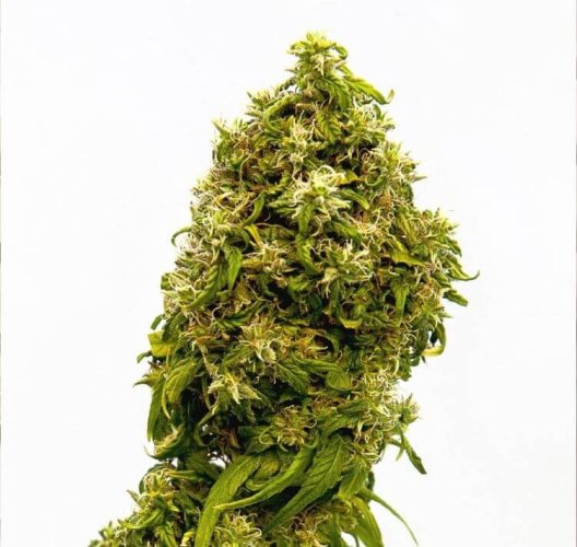 Swiss Dream CBD - Počet ks v balení: 3 ks