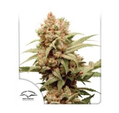 Dutch Passion CBG-Force®