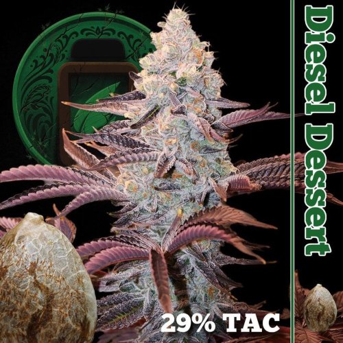 Diesel Dessert - Počet ks v balení: 12 ks