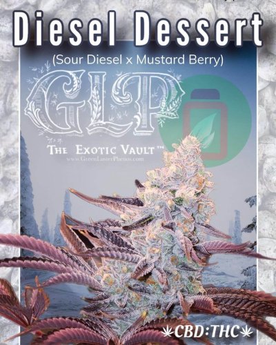 Diesel Dessert - Počet ks v balení: 12 ks