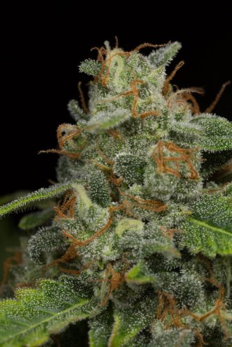 Dinamed CBD Autoflowering