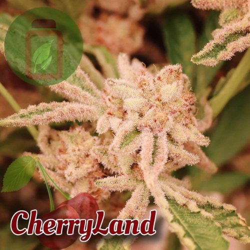 CherryLand - Počet ks v balení: 6 ks