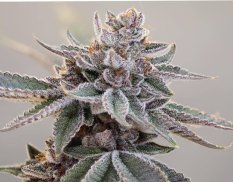 Push OG