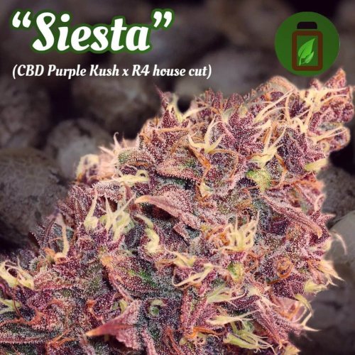 Siesta - Počet ks v balení: 12 ks