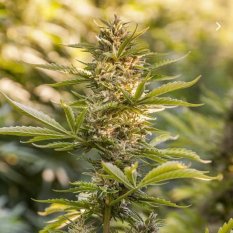 Auto Power 1 CBD
