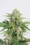 Dinamed CBD Autoflowering