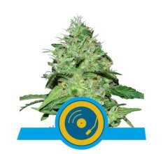 Joanne's CBD