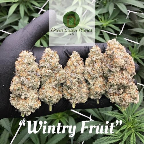 Wintry Fruit