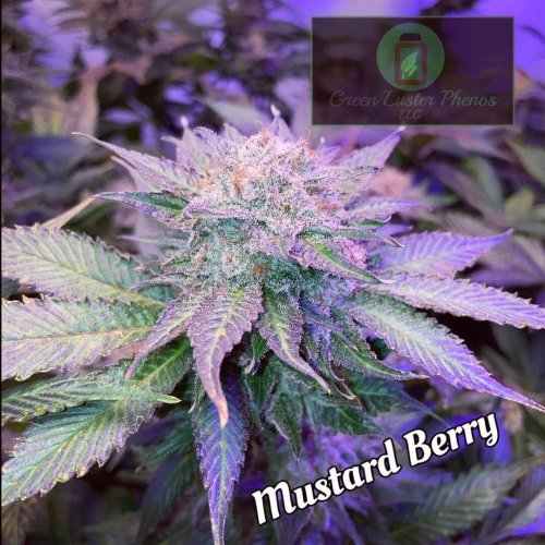 Mustard Berry - Počet ks v balení: 12 ks