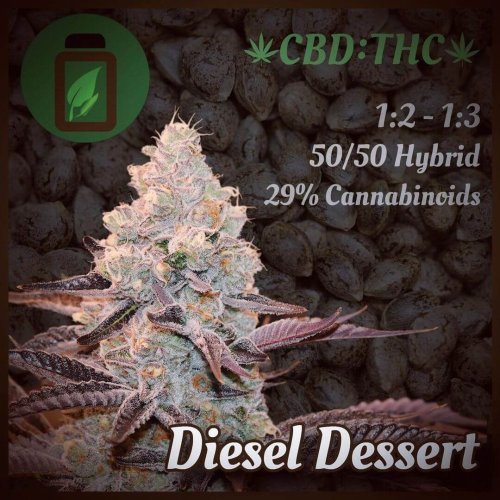 Diesel Dessert - Počet ks v balení: 12 ks
