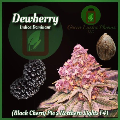 Dewberry - Počet ks v balení: 6 ks