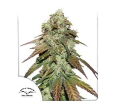 CBD Mazar