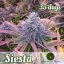 Siesta - Počet ks v balení: 12 ks