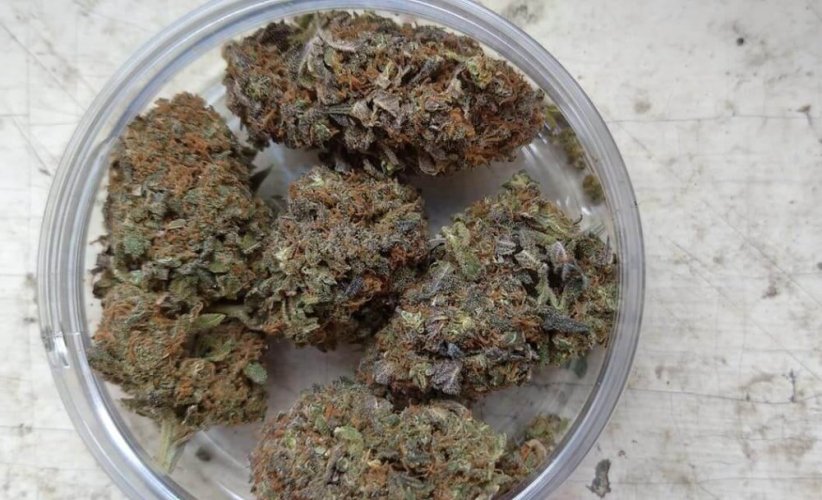 Květy konopí Amnesia CBD - Hmotnost: 3 g