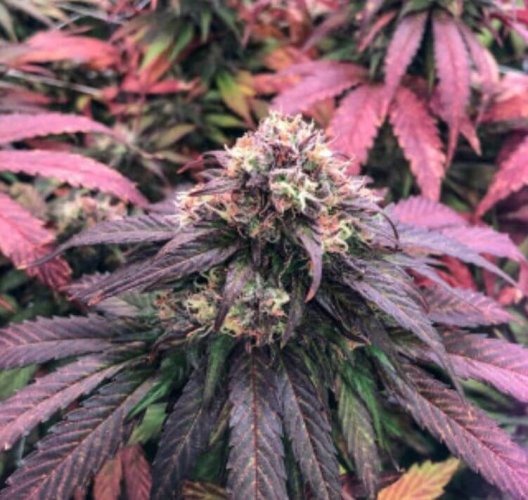 CBD Charlotte’s Angel® - Počet ks v balení: 3 ks