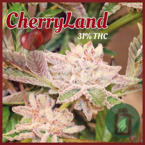CherryLand - Počet ks v balení: 6 ks