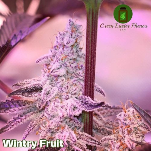 Wintry Fruit
