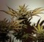 CBD Charlotte’s Angel® - Počet ks v balení: 3 ks