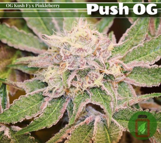 Push OG - Počet ks v balení: 6 ks