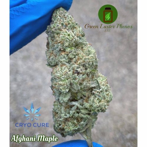 Afghani Maple - Počet ks v balení: 12 ks
