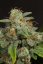 Dinamed CBD Autoflowering