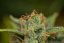 Dinamed CBD Autoflowering