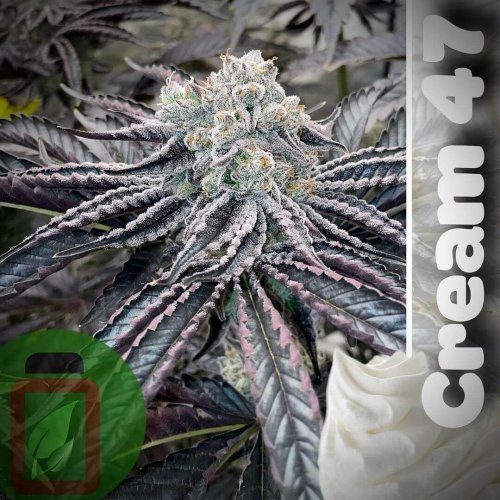 Cream 47 - Počet ks v balení: 12 ks