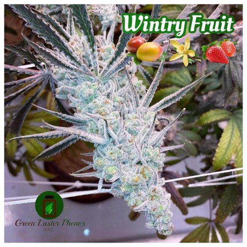 Wintry Fruit