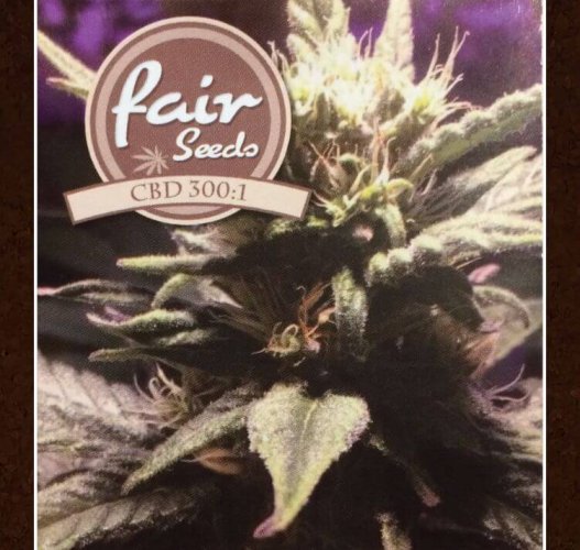 CBD 300:1 Fair Seeds - Počet ks v balení: 1 ks