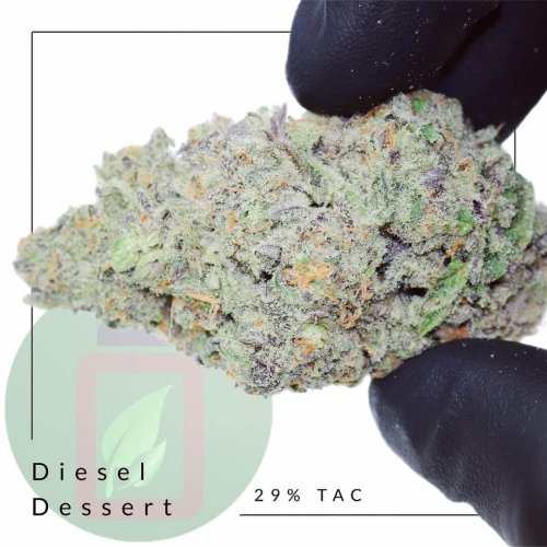 Diesel Dessert - Počet ks v balení: 12 ks