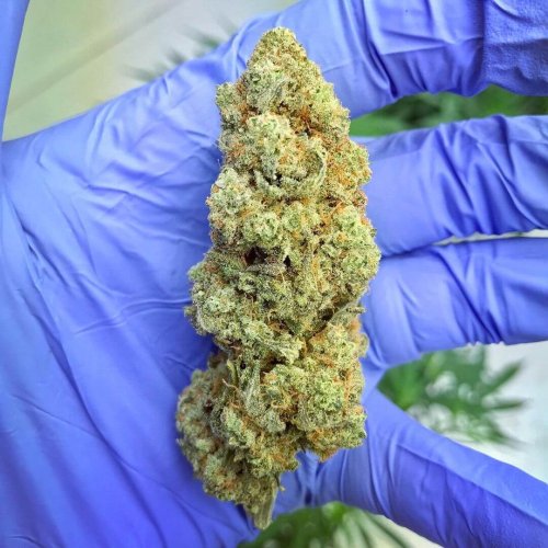 Afghani Maple - Počet ks v balení: 12 ks