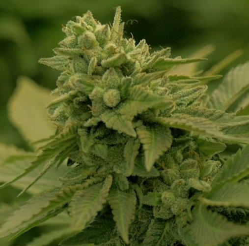 Midwest CBD - Počet ks v balení: 5 Ks