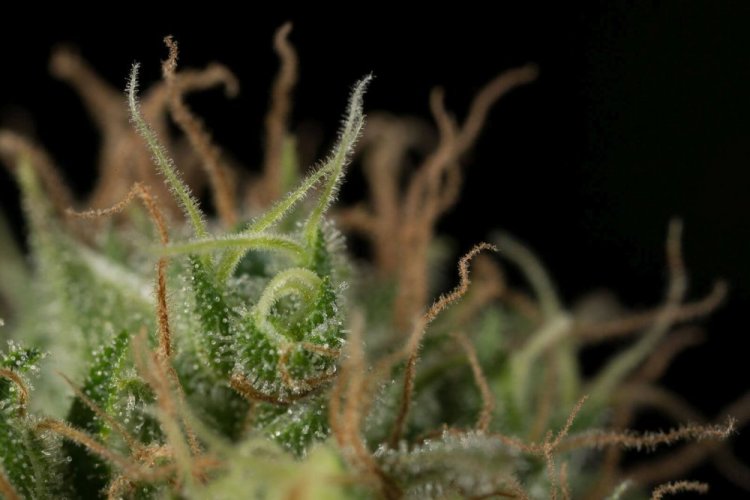 Dinamed CBD Plus - Počet ks v balení: 10 ks