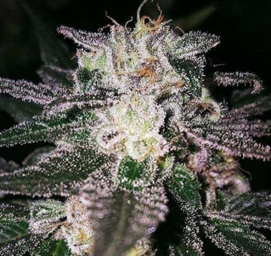 Gorilla Cookies 25 ks