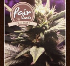 CBD 300:1 Fair Seeds