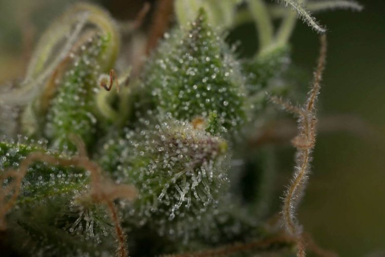 Dinamed CBD Plus - Počet ks v balení: 10 ks