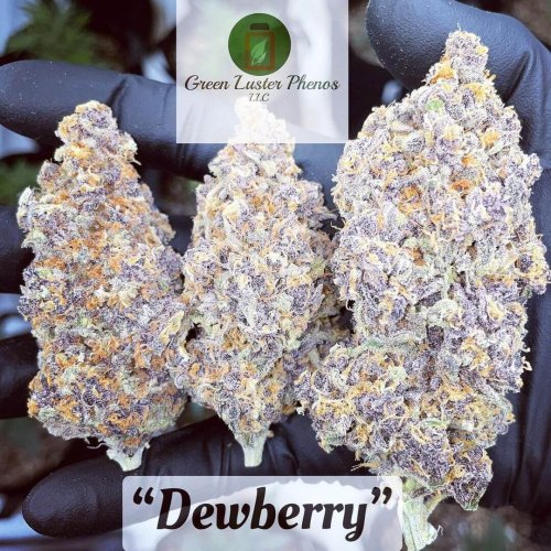 Dewberry - Počet ks v balení: 6 ks