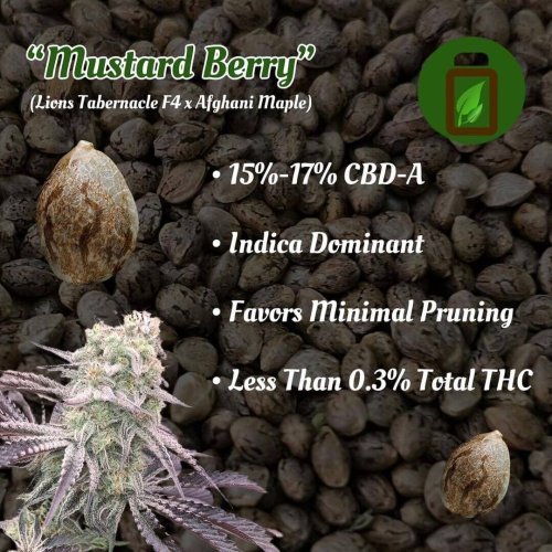 Mustard Berry - Počet ks v balení: 12 ks