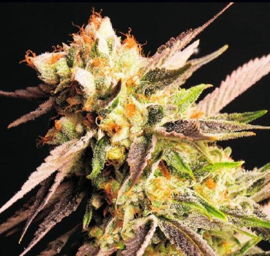 Gelato Punk 10 ks
