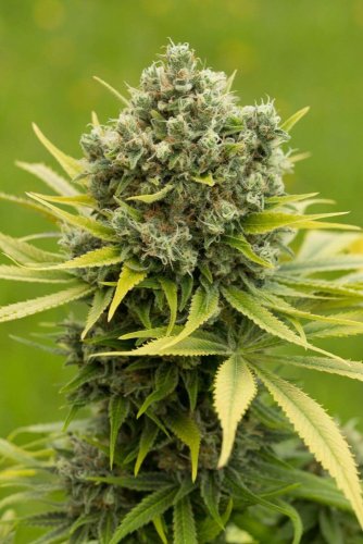 Dinamed CBD Plus - Počet ks v balení: 10 ks