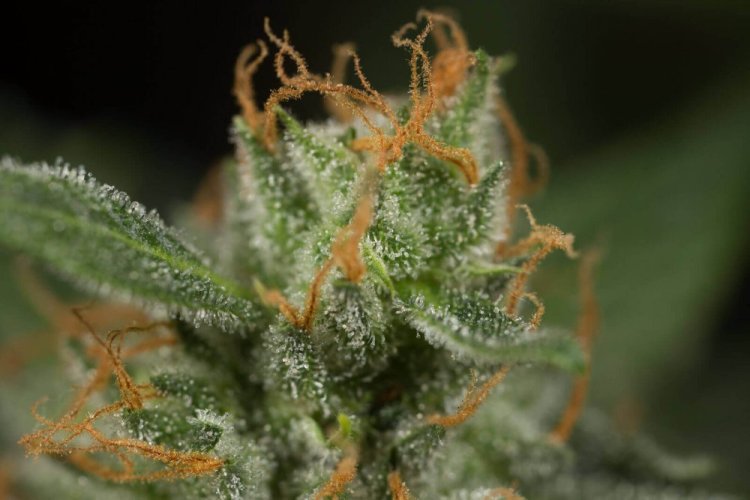 Dinamed CBD Autoflowering